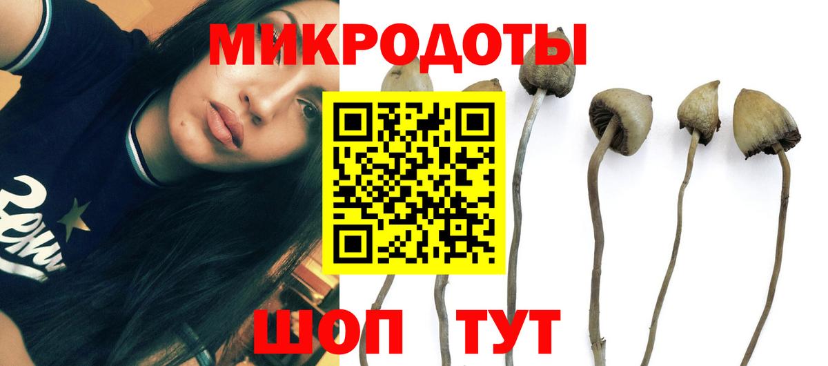 Псилоцибиновые грибы Cubensis Кольчугино